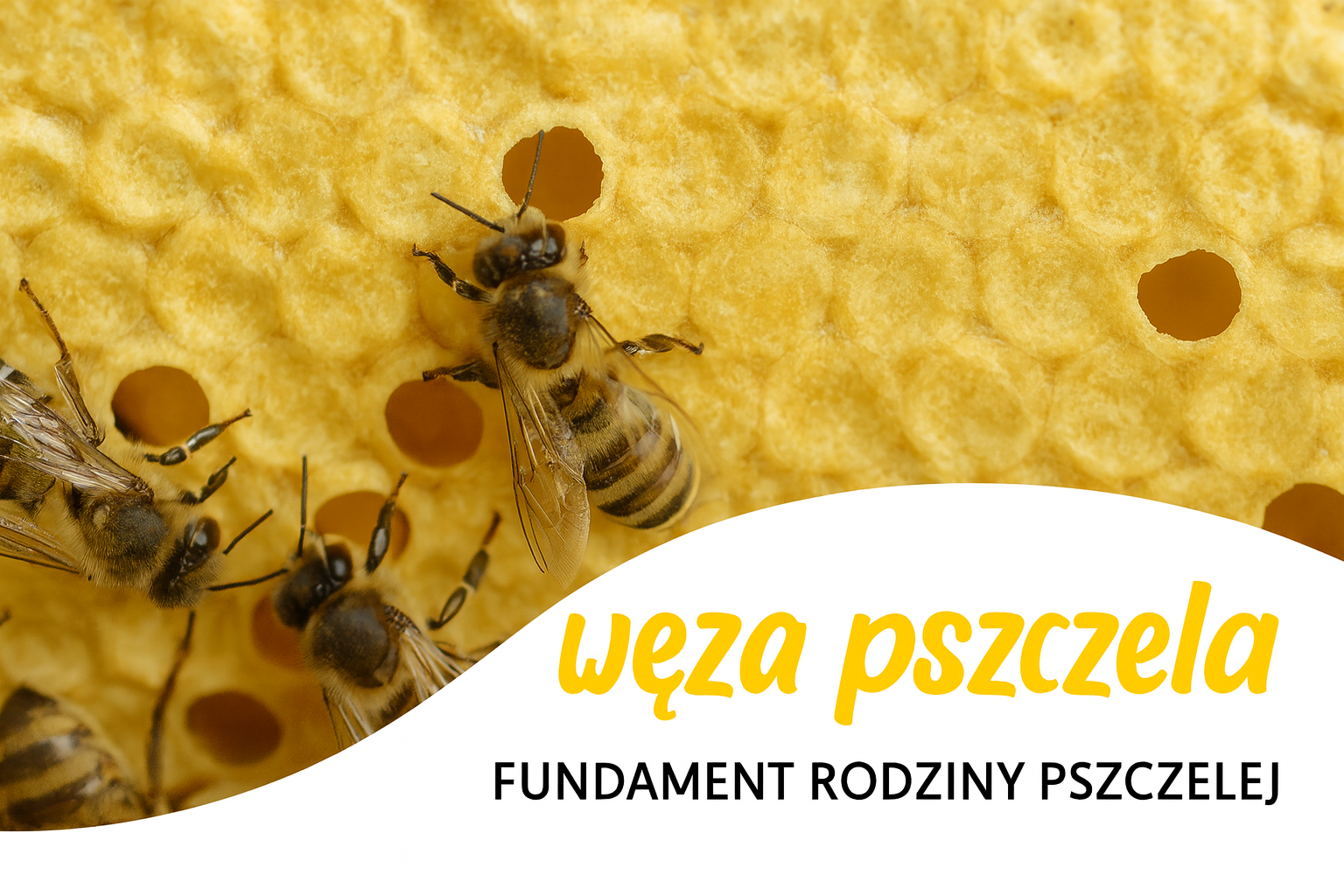 Węza pszczela – fundament zdrowej i produktywnej rodziny pszczelej