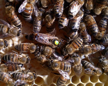 Matka pszczela Buckfast Kaukaski nieunasienniona