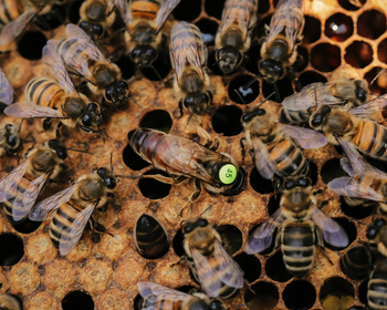 Matka pszczela Buckfast KB (Dania) nieunasienniona