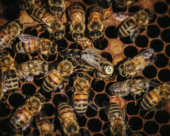 Matka pszczela Krainka Słowenka nieunasienniona