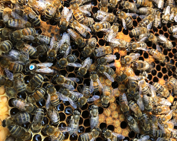 Matka pszczela Buckfast OB unasieniona