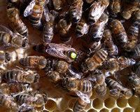 Matka pszczela Buckfast Kaukaski nieunasienniona